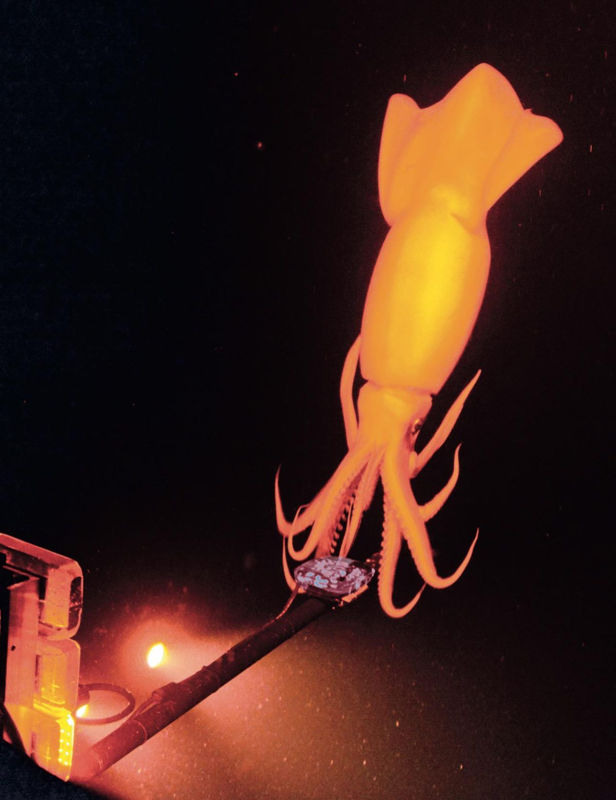 Galleria foto 'Cronache dagli abissi' - foto 5