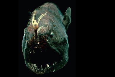 Cronache dagli abissi