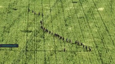 Militari ucraini sminano campi di grano I video