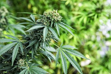 «La cannabis è una piaga tra i giovanissimi», parola di magistrato dei minori