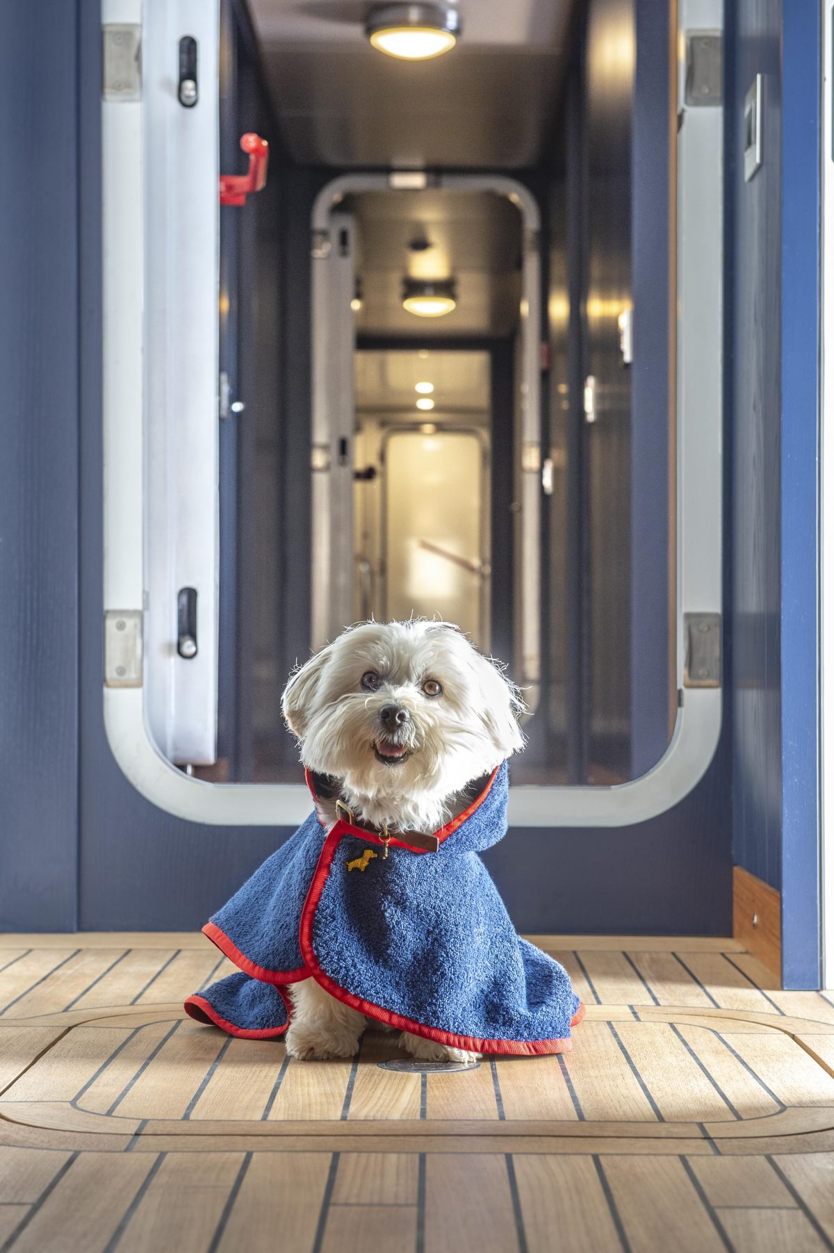 Galleria foto 'Amici a quattro zampe in festa, in barca e in viaggio con noi' - foto 18