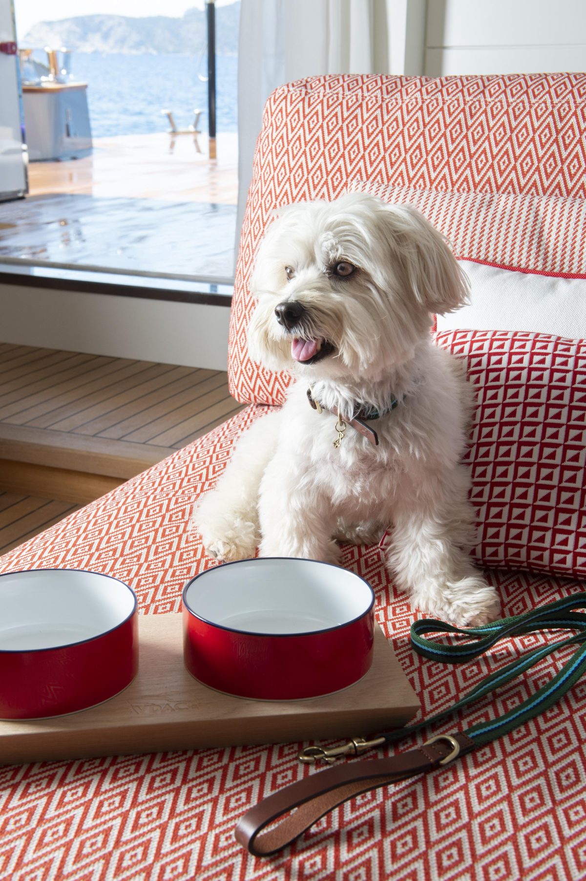 Galleria foto 'Amici a quattro zampe in festa, in barca e in viaggio con noi' - foto 19