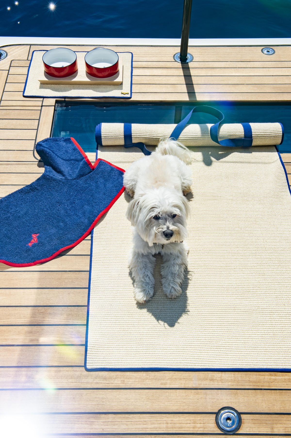 Galleria foto 'Amici a quattro zampe in festa, in barca e in viaggio con noi' - foto 20