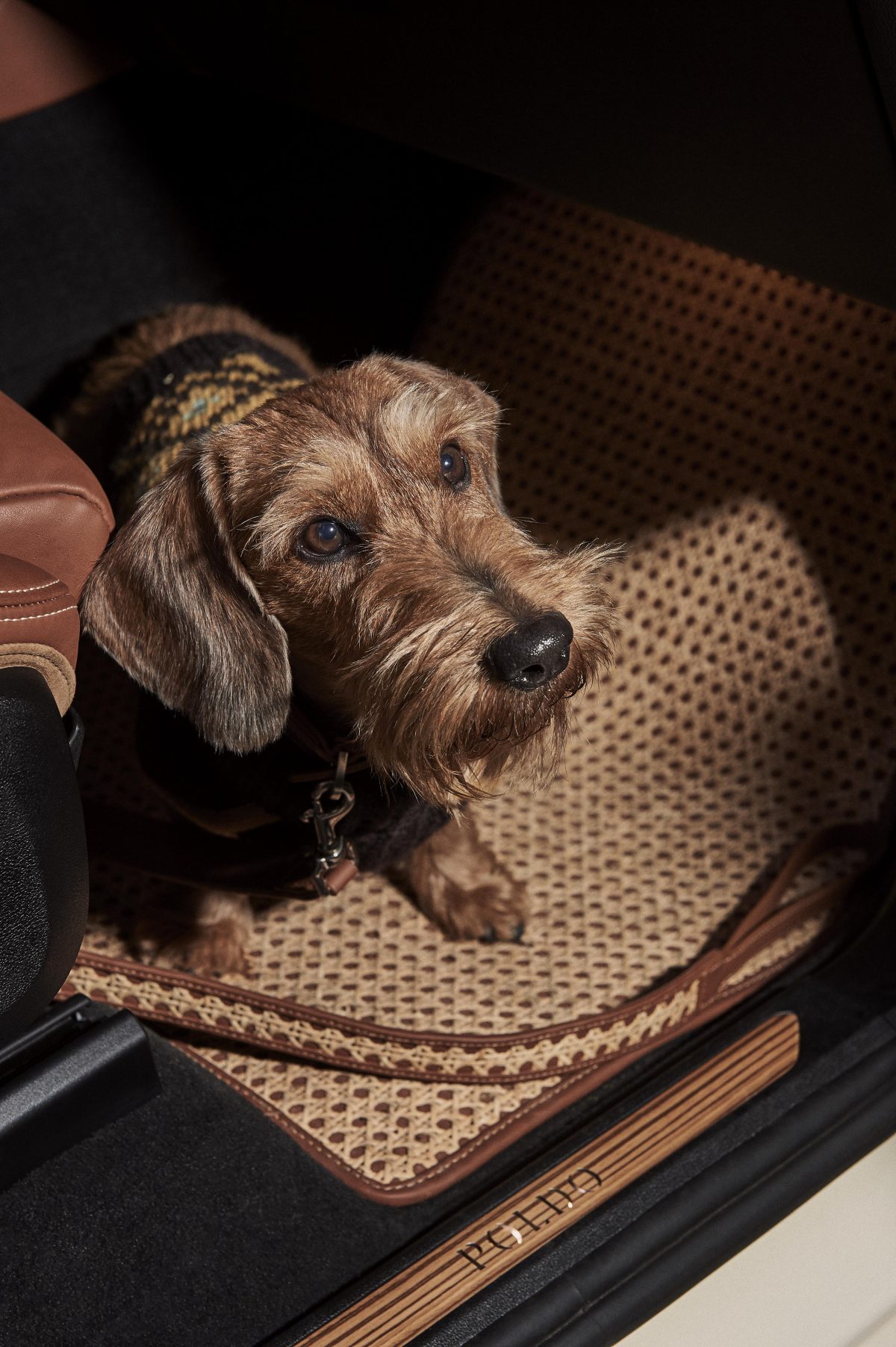 Galleria foto 'Amici a quattro zampe in festa, in barca e in viaggio con noi' - foto 21