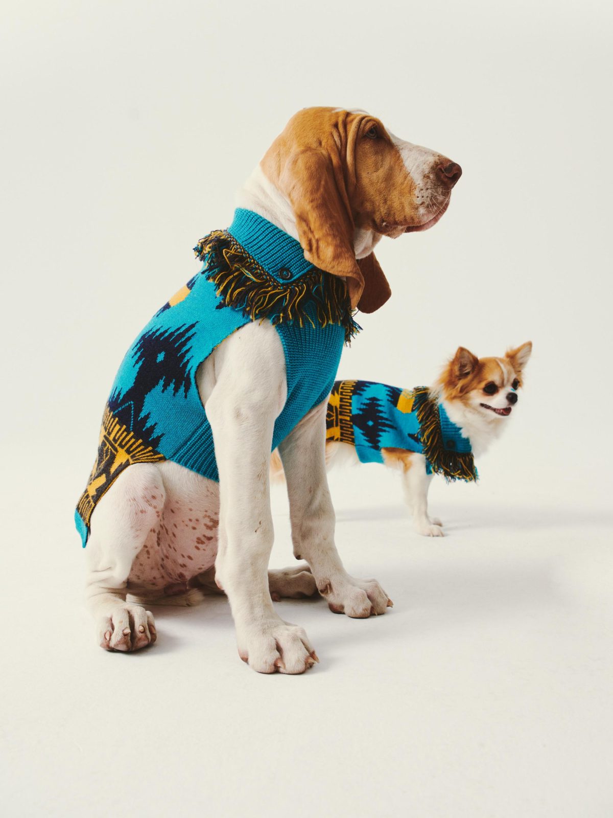 Galleria foto 'Amici a quattro zampe in festa, in barca e in viaggio con noi' - foto 25