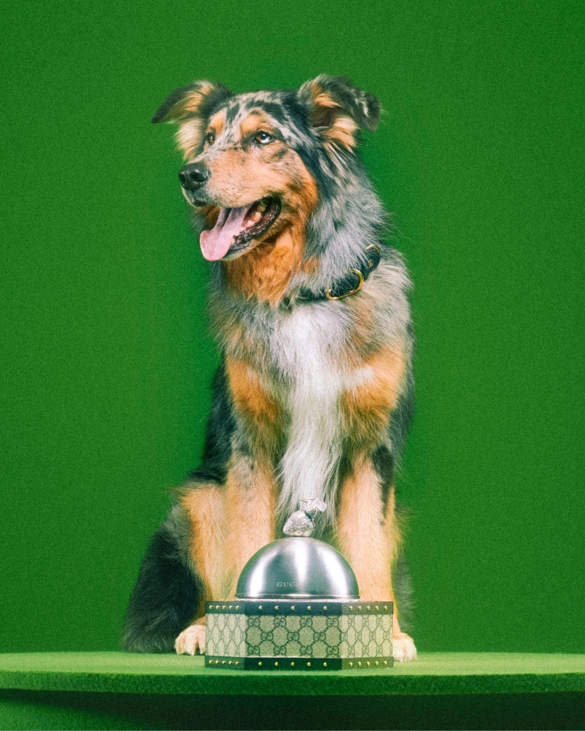 Galleria foto 'Amici a quattro zampe in festa, in barca e in viaggio con noi' - foto 13