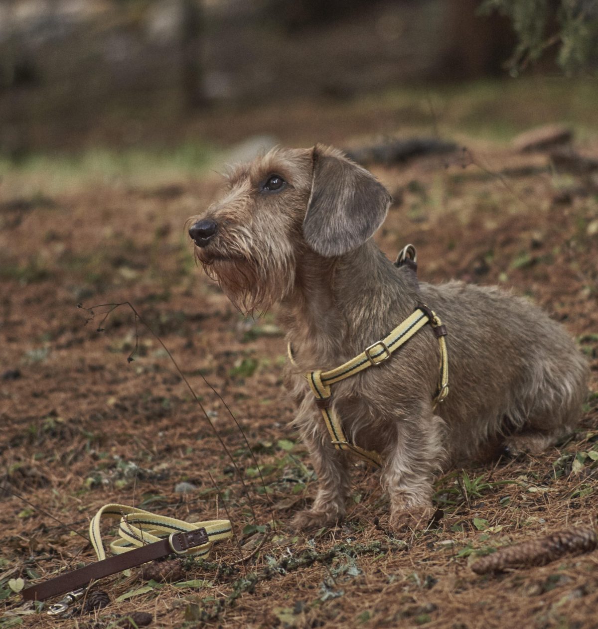 Galleria foto 'Amici a quattro zampe in festa, in barca e in viaggio con noi' - foto 9