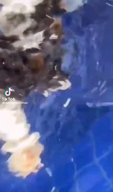 Cagnolino entra in piscina per la prima volta | video