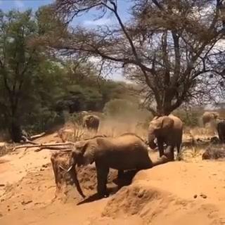 Elefante cucciolo impara a camminare (a modo suo) I video