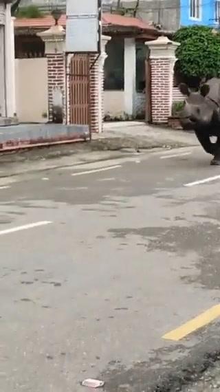 Nepal, la corsa di un rinoceronte tra le auto I video