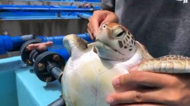 La pulizia dalle alghe della tartaruga I video