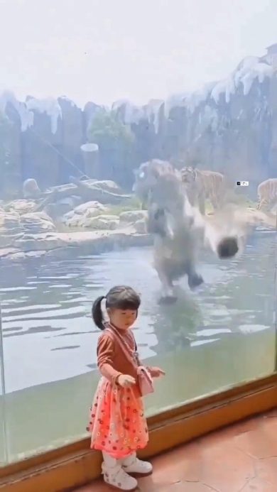 Il balzo della tigre fa spaventare la bimba | video
