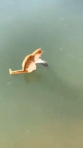 Gatto pesca su un lago ghiacciato I video