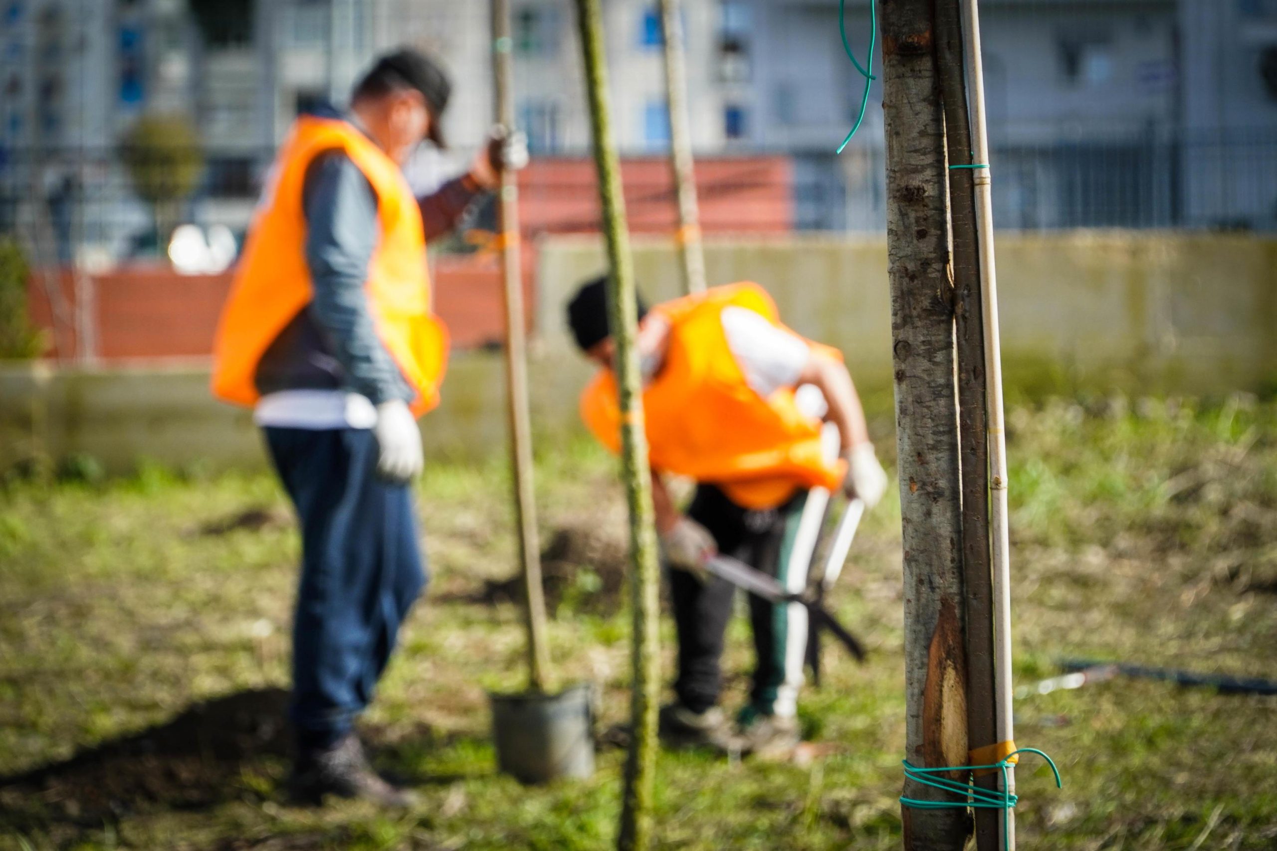 Piantare alberi fa bene al pianeta (e alla reputazione) Piantare alberi fa bene al pianeta (e alla reputazione)