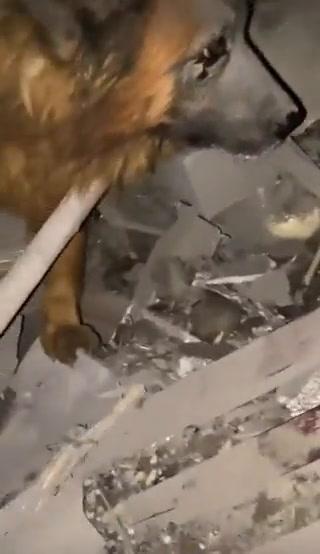 Cane rimane di guardia alle macerie della casa distrutta I video