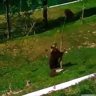 Mamma orsa cerca di far scendere il cucciolo dall’albero I video