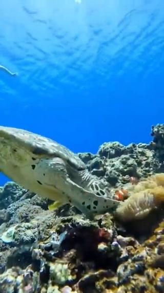 Pesci pagliaccio difendono casa dall’attacco di una tartaruga I video