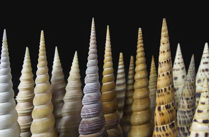 A Città di Castello la collezione di conchiglie più grande d’Europa