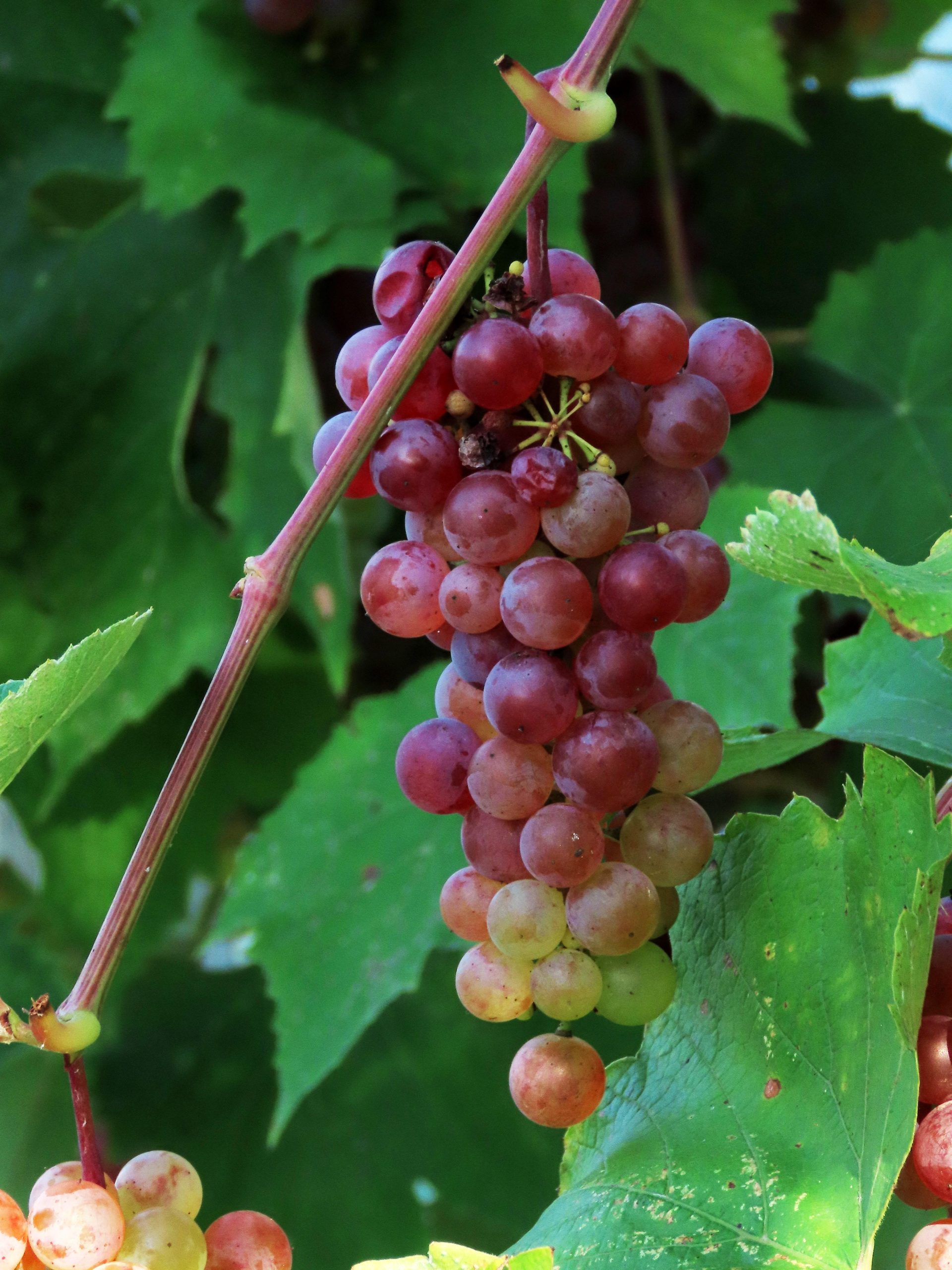 L’importanza della vendemmia