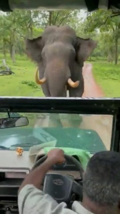Elefante insegue jeep (in retromarcia) I video