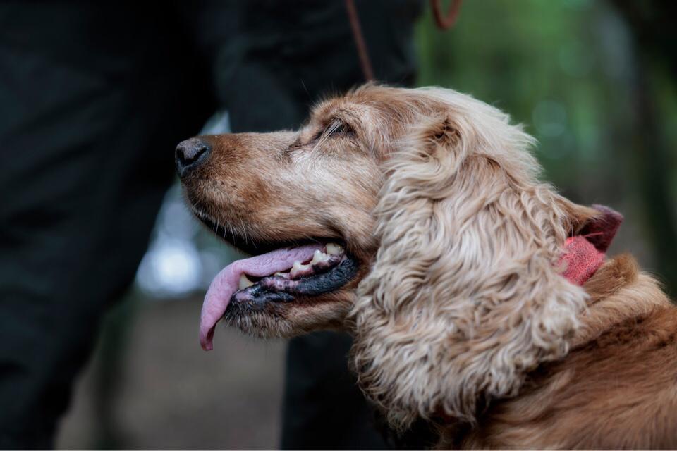 Leo, il cane cieco che trova i tartufi Leo, il cane cieco che trova i tartufi