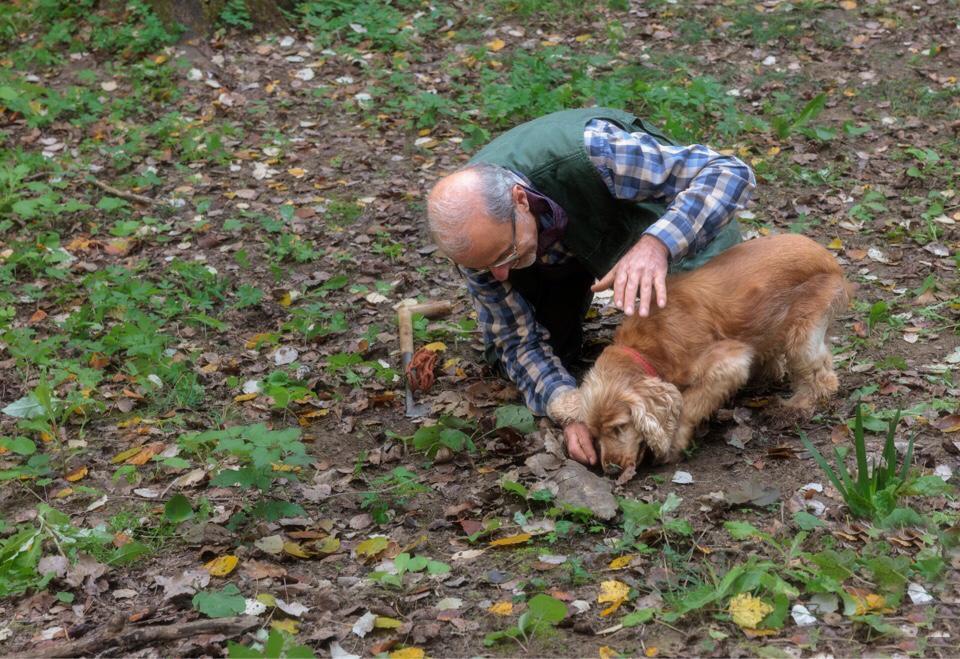 Leo, il cane cieco che trova i tartufi Leo, il cane cieco che trova i tartufi