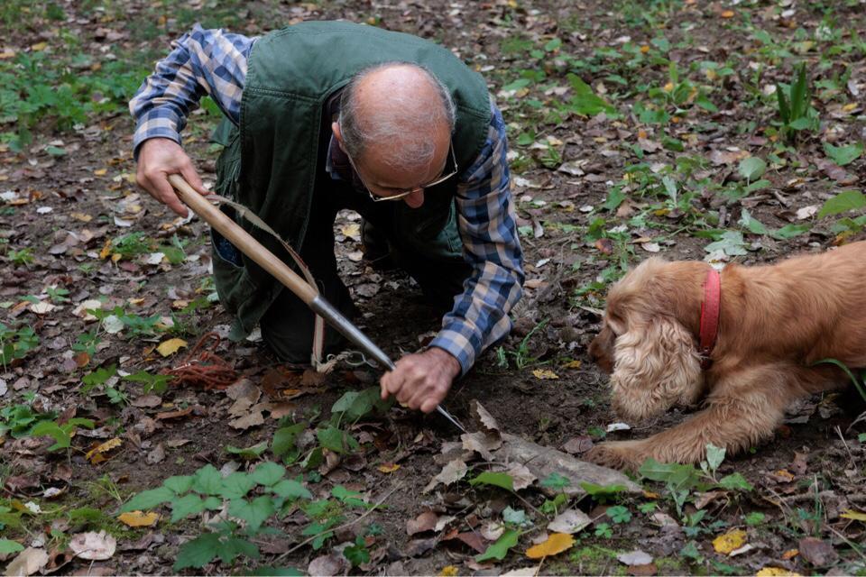 Leo, il cane cieco che trova i tartufi Leo, il cane cieco che trova i tartufi