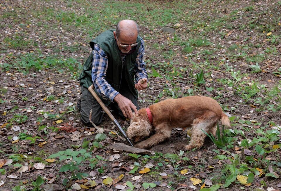 Leo, il cane cieco che trova i tartufi Leo, il cane cieco che trova i tartufi