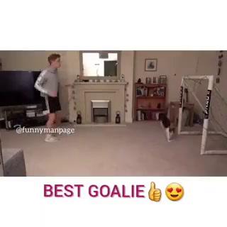 Il gatto portiere insuperabile I video