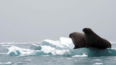 Cina-Usa-Russia e la sfida sull’Artico