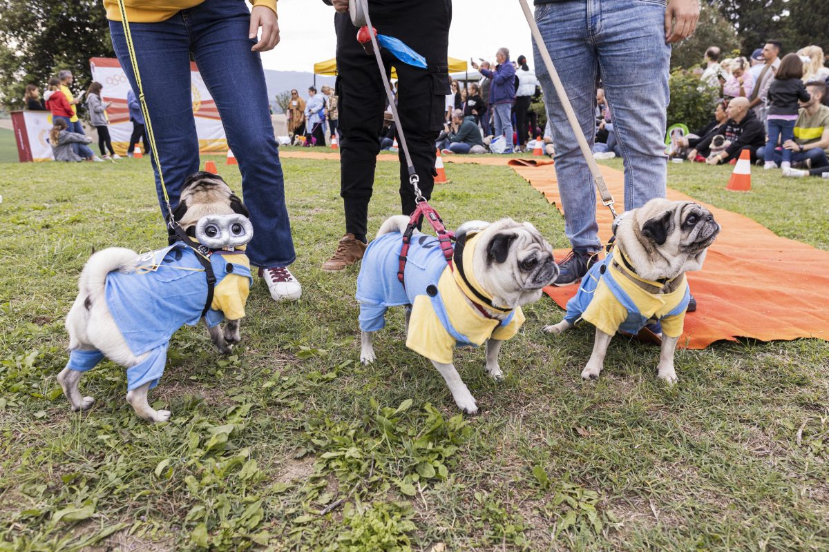 Galleria foto 'Tornano le Ugopiadi, il raduno di carlini più originale al mondo' - foto 15