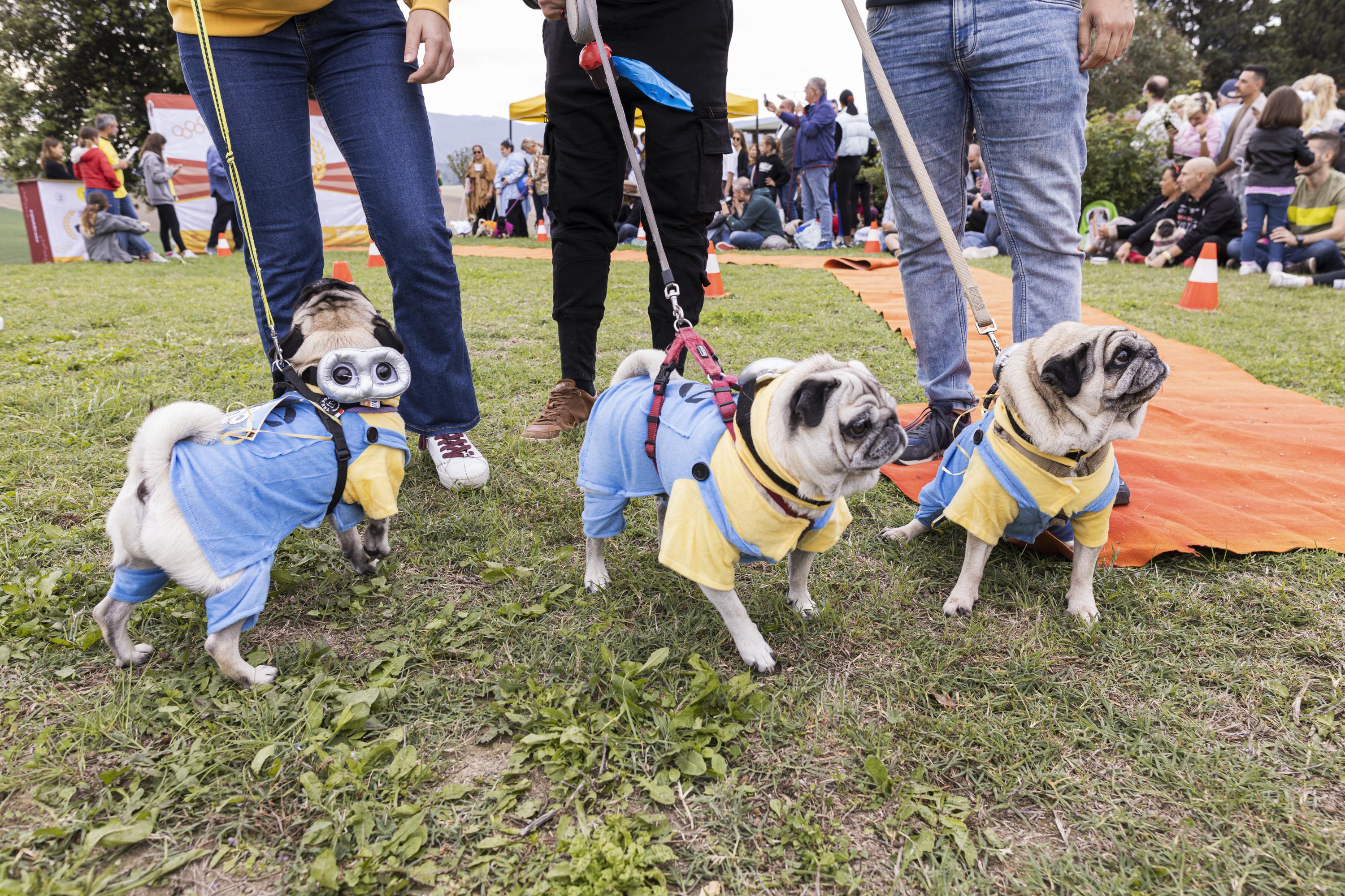 Tornano le Ugopiadi, il raduno di carlini più originale al mondo Tornano le Ugopiadi, il raduno di carlini più originale al mondo