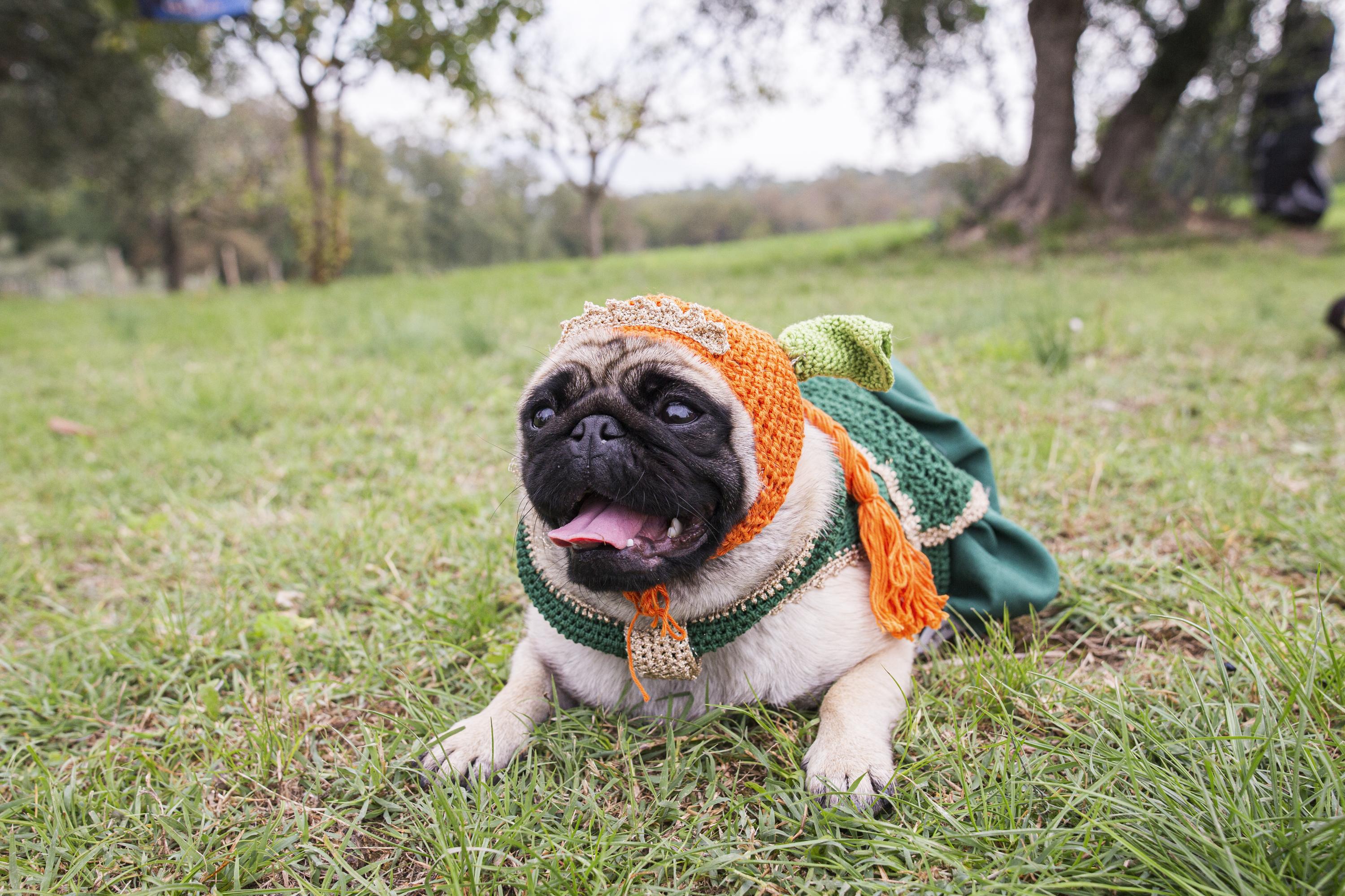 Tornano le Ugopiadi, il raduno di carlini più originale al mondo Tornano le Ugopiadi, il raduno di carlini più originale al mondo