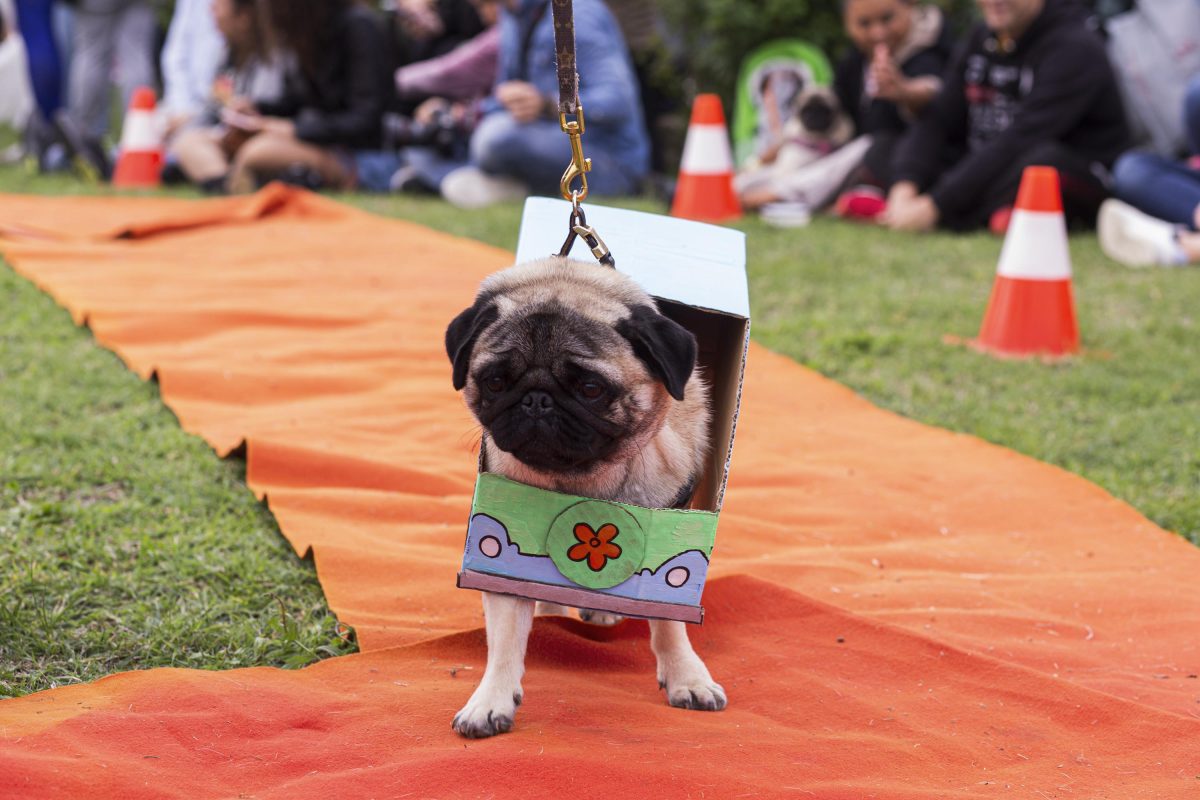 Galleria foto 'Tornano le Ugopiadi, il raduno di carlini più originale al mondo' - foto 19