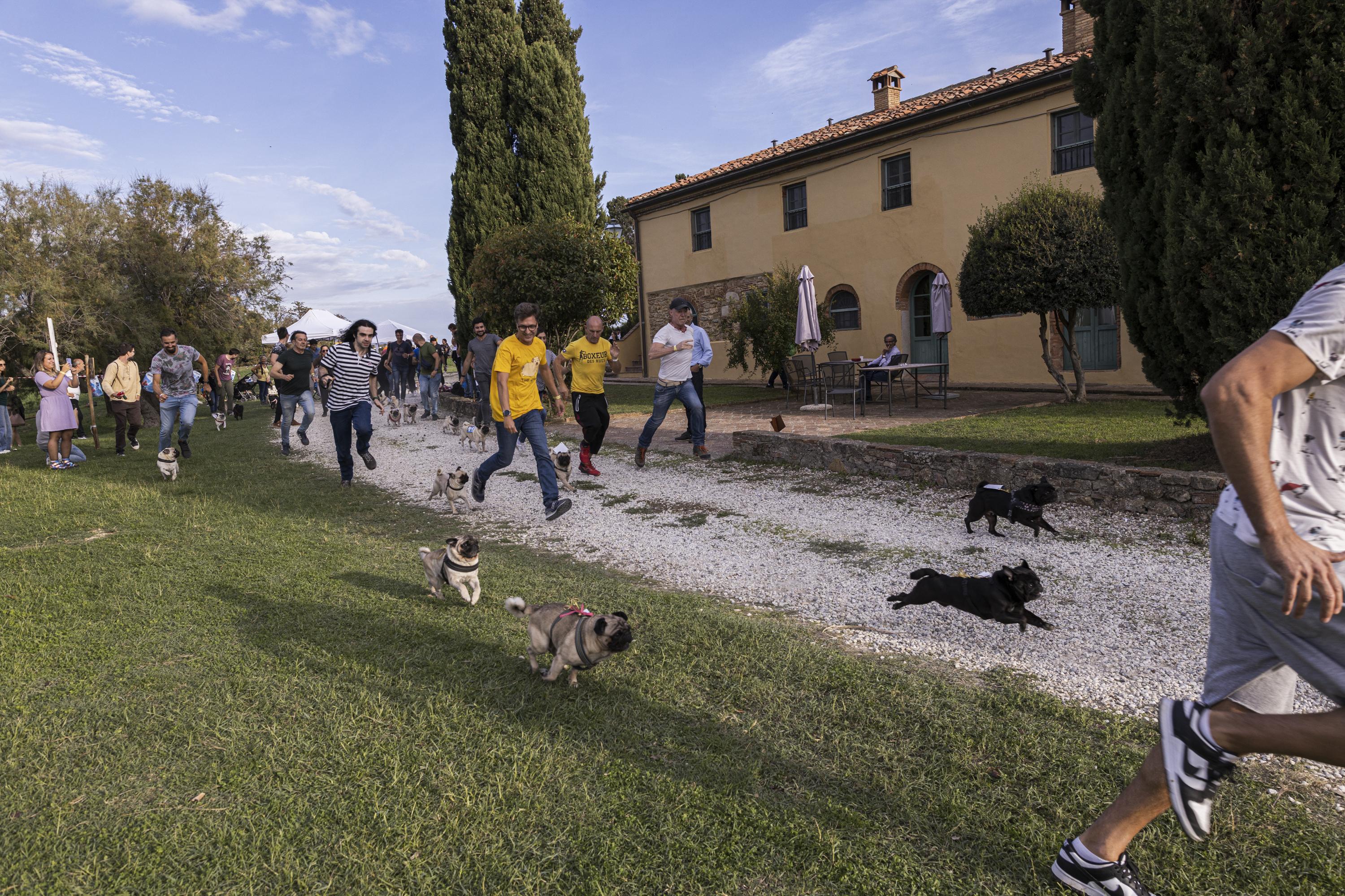 Tornano le Ugopiadi, il raduno di carlini più originale al mondo Tornano le Ugopiadi, il raduno di carlini più originale al mondo