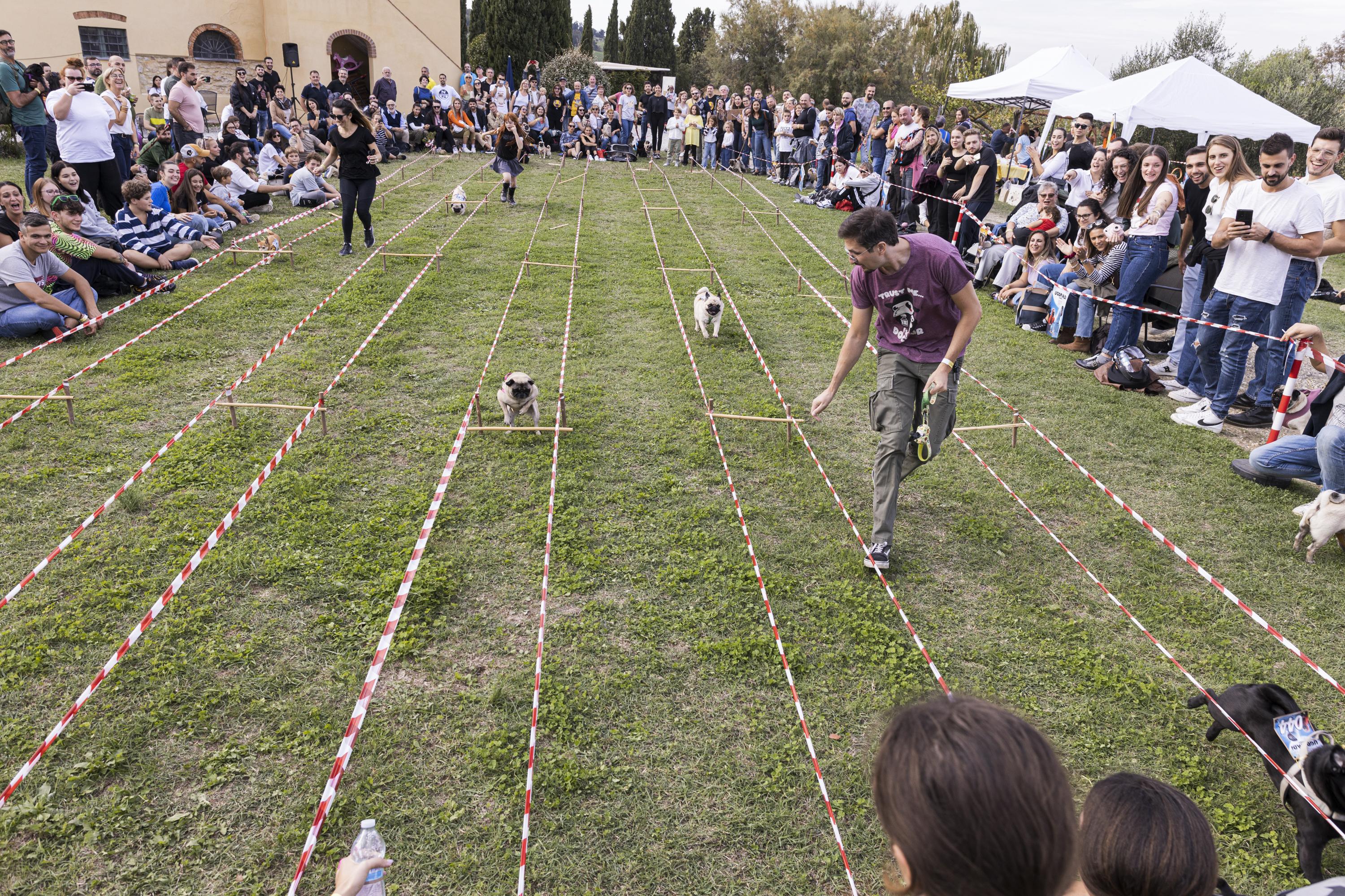 Tornano le Ugopiadi, il raduno di carlini più originale al mondo Tornano le Ugopiadi, il raduno di carlini più originale al mondo