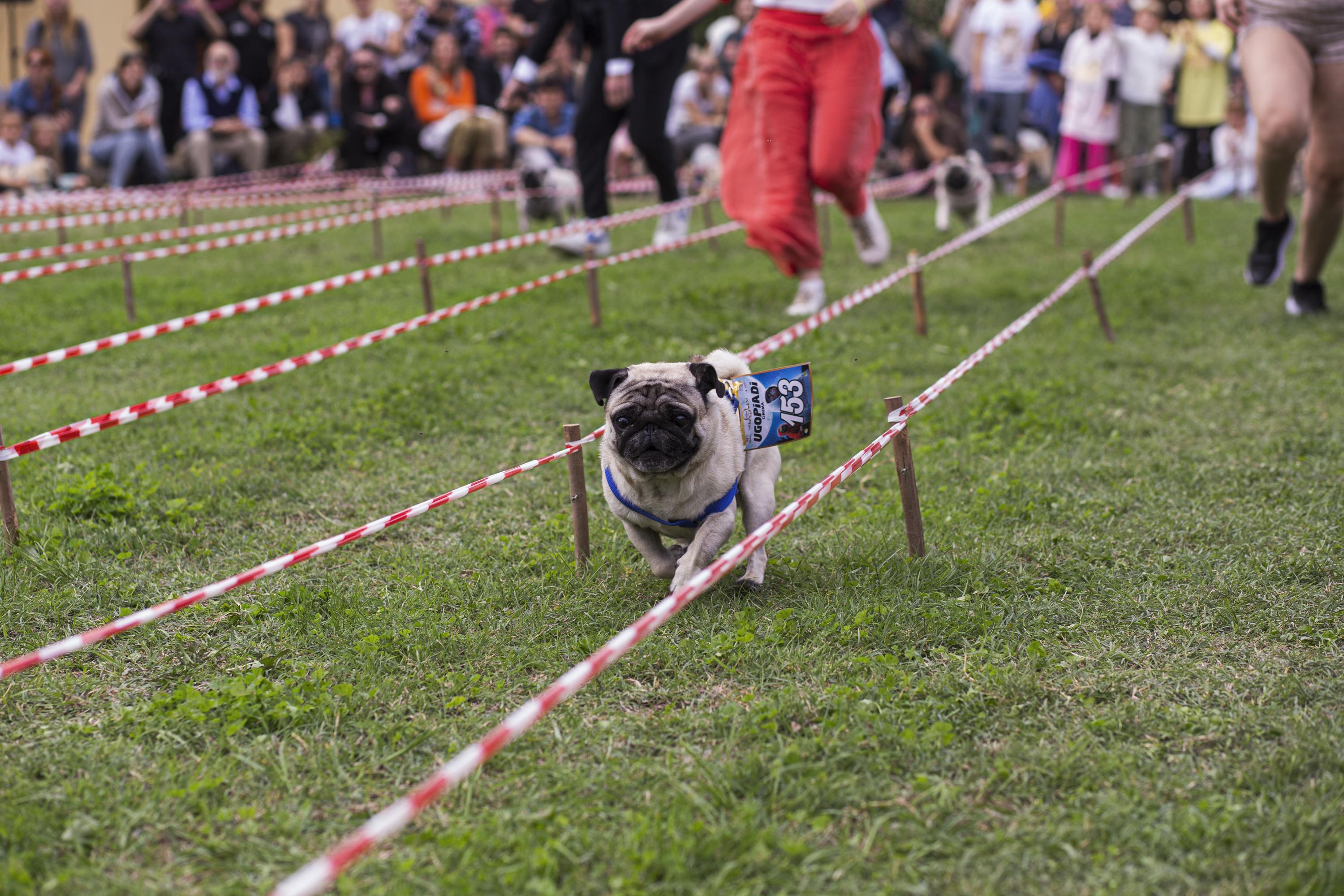 Tornano le Ugopiadi, il raduno di carlini più originale al mondo Tornano le Ugopiadi, il raduno di carlini più originale al mondo