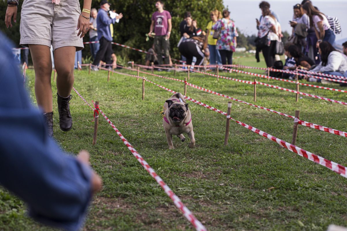 Galleria foto 'Tornano le Ugopiadi, il raduno di carlini più originale al mondo' - foto 13