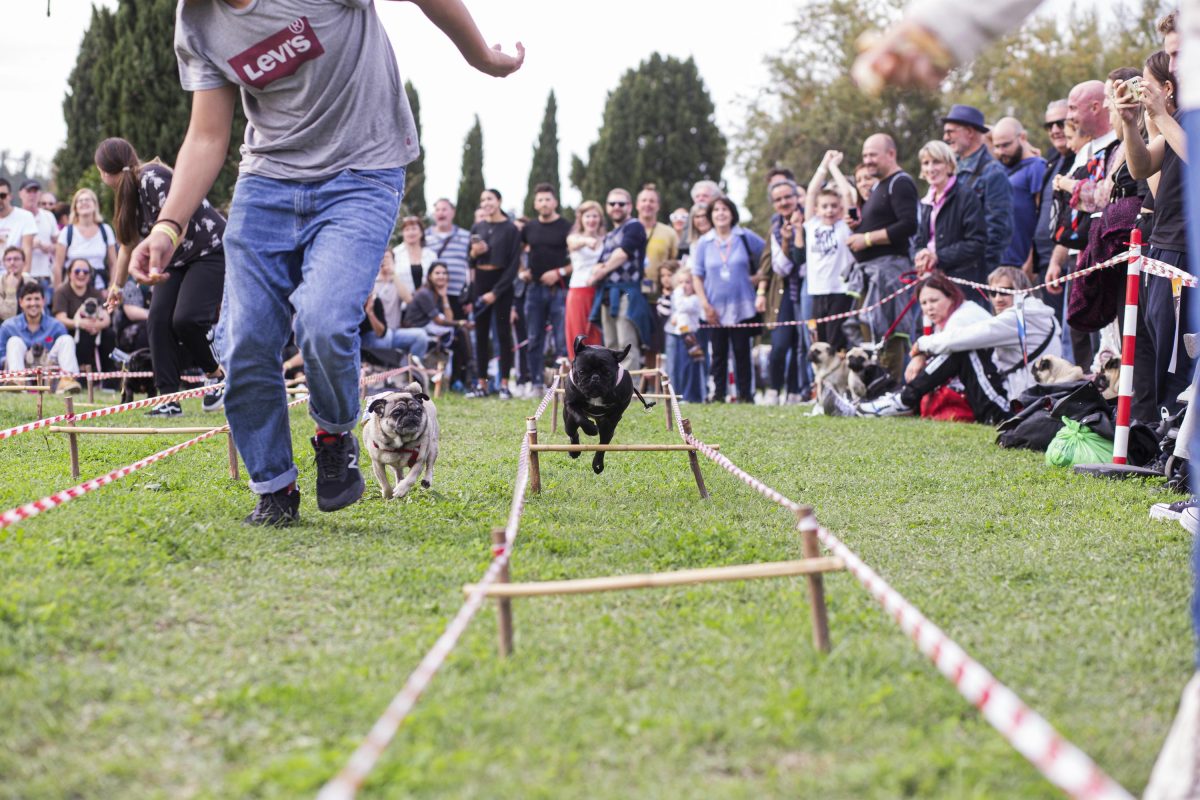 Galleria foto 'Tornano le Ugopiadi, il raduno di carlini più originale al mondo' - foto 2