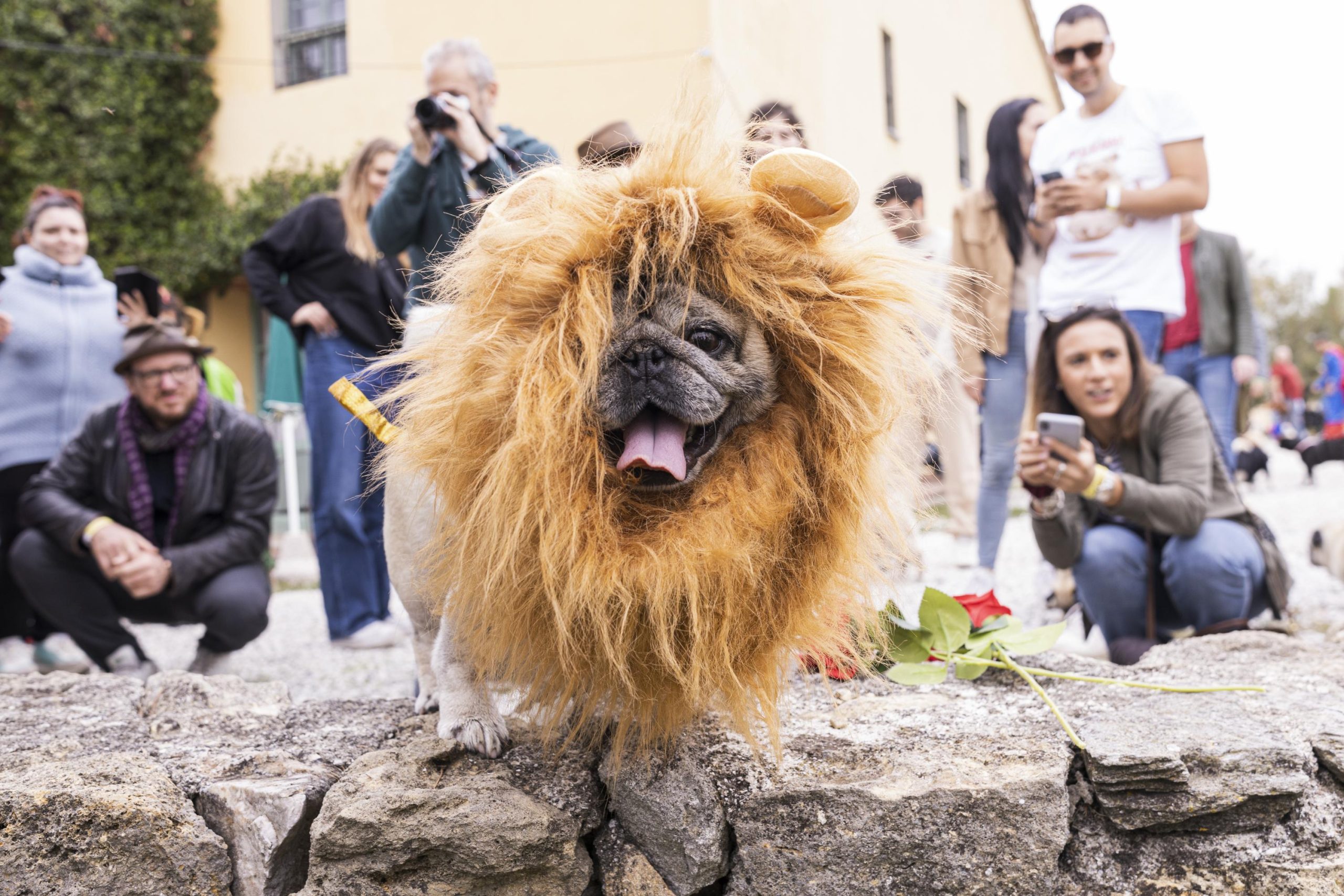 Tornano le Ugopiadi, il raduno di carlini più originale al mondo Tornano le Ugopiadi, il raduno di carlini più originale al mondo