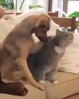 Che tenerezza… Così un cane impara a coccolare un gatto I video