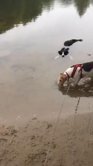 Cane si finge coccodrillo (ma viene messo in fuga) I video