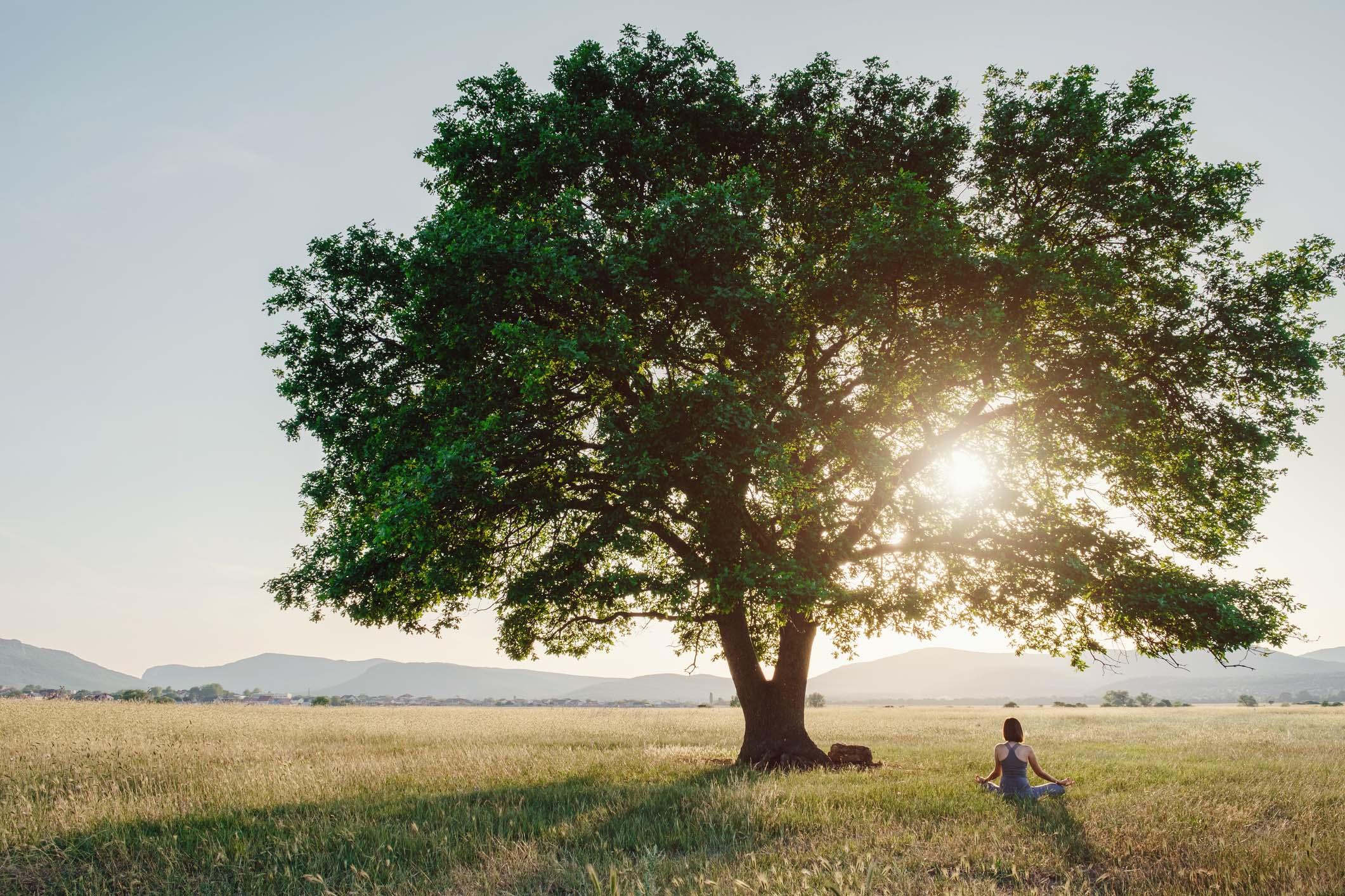 Sorpresa, gli alberi parlano