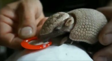 Baby armadillo beve latte da un tappo I video