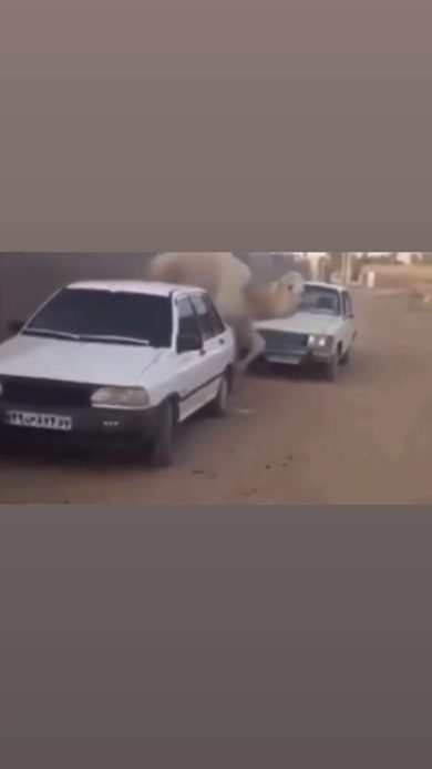 In fuga dal cammello | video