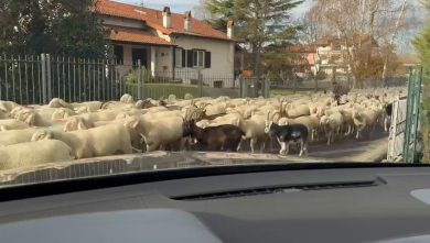 Mandria di pecore blocca la strada nel novarese | video