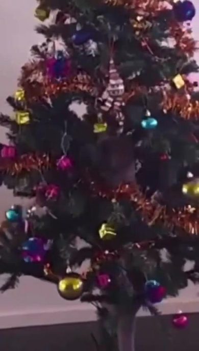 Come i gatti festeggiano il Natale