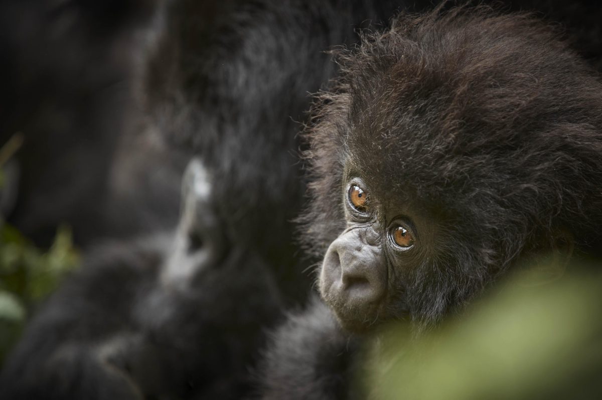 Galleria foto 'Vacanze di Natale e Capodanno. Le mete per viaggi di lusso' - foto 6