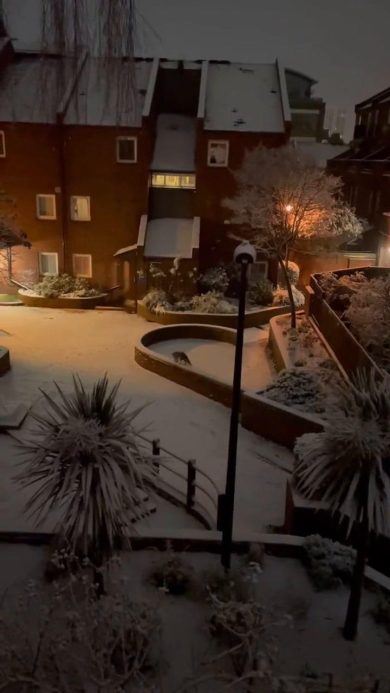 Volpe rossa gioca nella neve a Londra | video