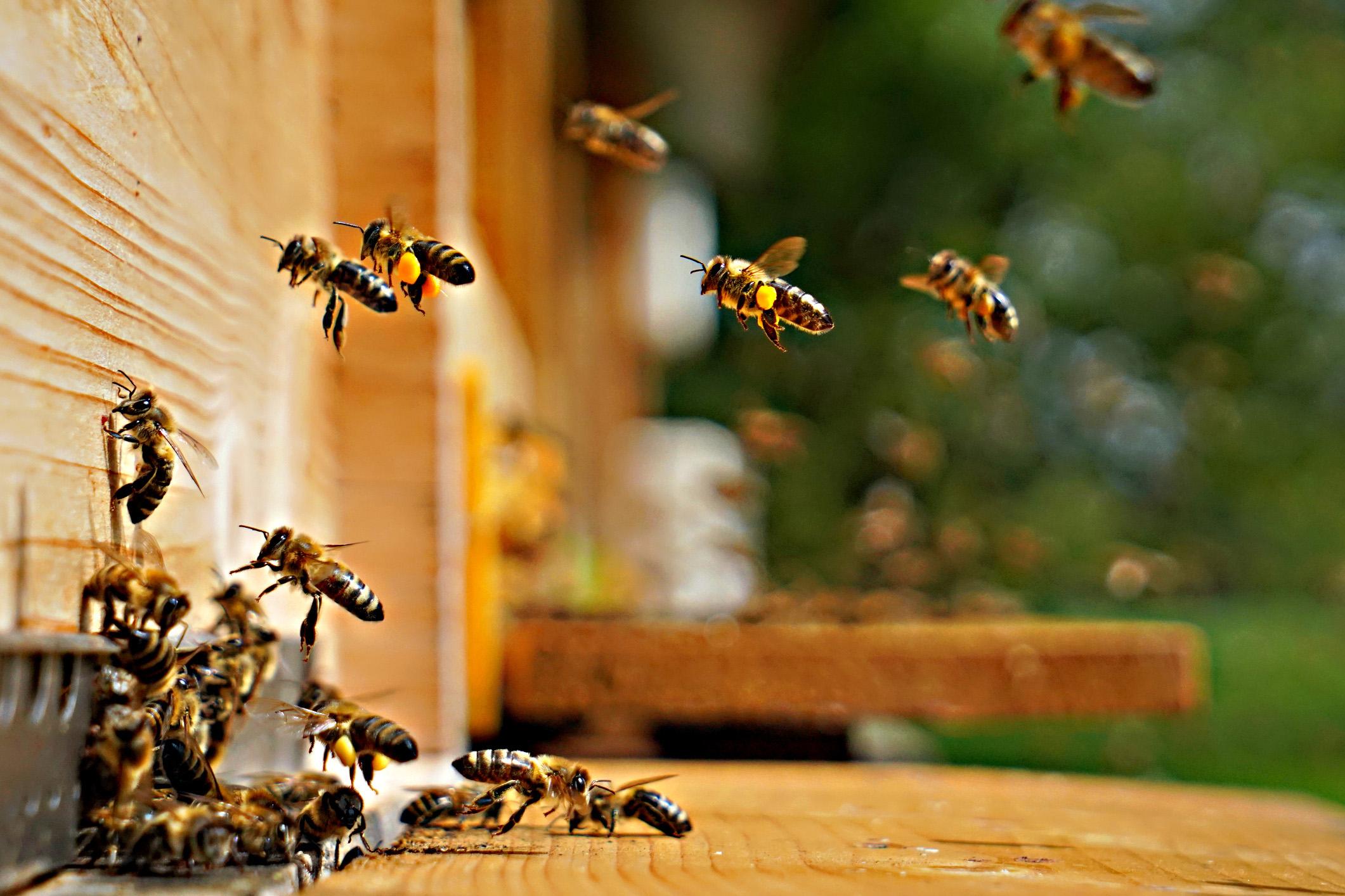 La nuova passione del «bee keeping»